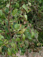 Malus fusca