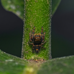 Phidippus audax