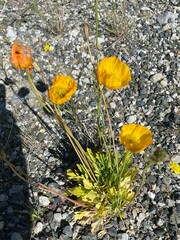 Papaver croceum