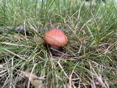 Russula rosacea