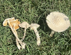 Saproamanita thiersii
