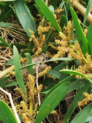 Discoglossus galganoi