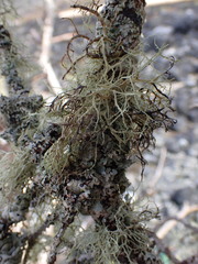 Ramalina farinacea