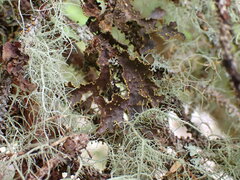 Pseudocyphellaria