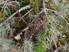Lobaria anomala