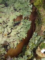 Angelica lucida