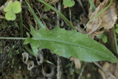 Hieracium murorum