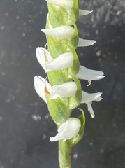 Spiranthes cernua