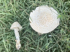 Saproamanita thiersii