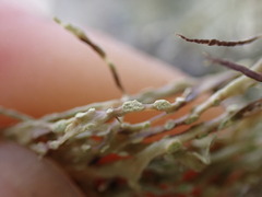 Ramalina farinacea