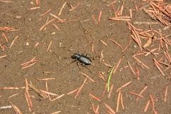 Cicindela longilabris