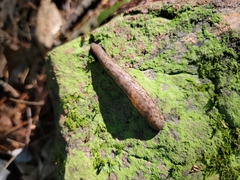 Megapallifera mutabilis