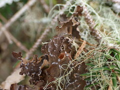 Lobaria anomala