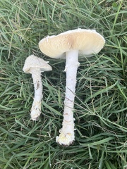 Saproamanita thiersii