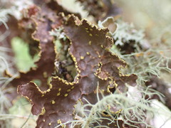 Pseudocyphellaria