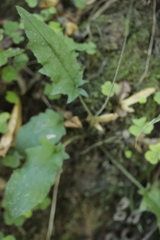 Hieracium murorum