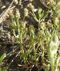 Plantago afra