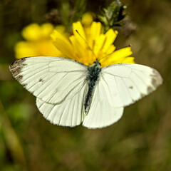 Pieris napi