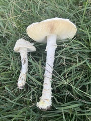 Saproamanita thiersii