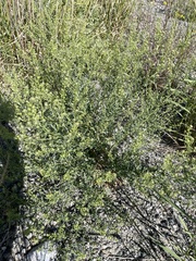 Lepidium ramosissimum