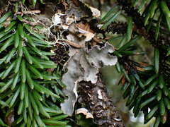 Lobarina scrobiculata