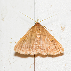 Tetanolita floridana