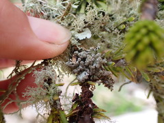 Hypogymnia hultenii