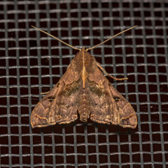 Palthis asopialis