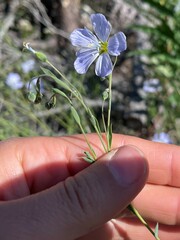 Linum lewisii