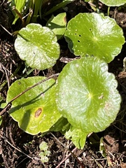 Hydrocotyle verticillata