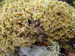 Pseudocyphellaria