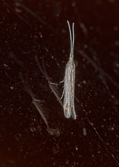 Coleophora quadruplex
