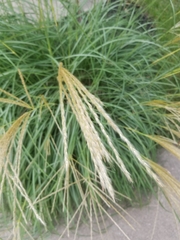 Miscanthus sinensis
