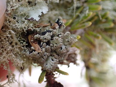 Hypogymnia hultenii
