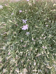Stephanomeria pauciflora