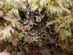 Pseudocyphellaria