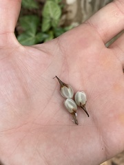 Acanthostachys strobilacea