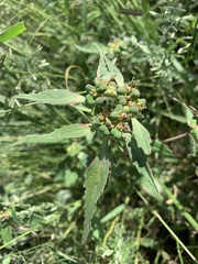Euphorbia davidii