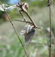 Polyommatus hispana
