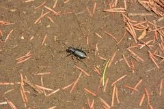 Cicindela longilabris