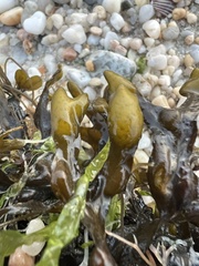 Fucus
