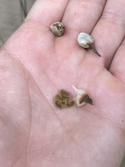 Acanthostachys strobilacea