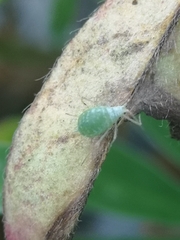 Macrosiphum albifrons