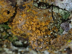 Trentepohlia aurea