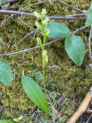 Platanthera obtusata