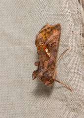 Autographa precationis