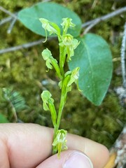 Platanthera obtusata