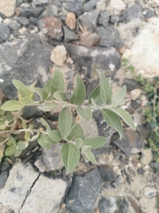 Elaeagnus angustifolia