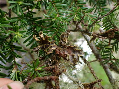 Pseudocyphellaria