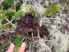 Lobaria anthraspis